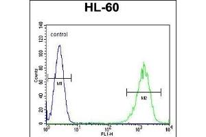LFNG Antibody (Center) (ABIN653477 and ABIN2842898) flow cytometric analysis of HL-60 cells (right histogram) compared to a negative control cell (left histogram). (LFNG antibody  (AA 86-114))
