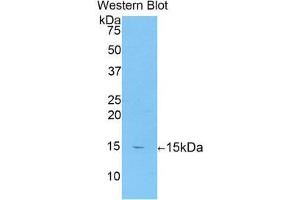 Western Blotting (WB) image for anti-Neuropilin 1 (NRP1) (AA 150-264) antibody (ABIN1860053)