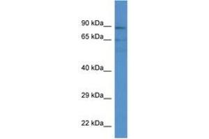 Image no. 1 for anti-Acyl-CoA Synthetase Medium-Chain Family Member 3 (ACSM3) (AA 45-94) antibody (ABIN6746572) (ACSM3 antibody  (AA 45-94))