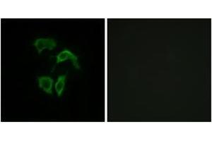 Immunofluorescence analysis of HepG2 cells, using OR2A4/2A7 Antibody. (OR2A4/7 (AA 231-280) antibody)