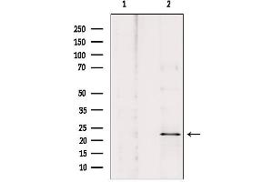 Western blot analysis of extracts from HepG2, using ARC Antibody. (NOL3 antibody  (C-Term))