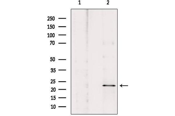 NOL3 antibody  (C-Term)