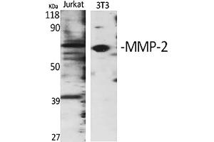 Western Blot analysis of Jurkat (1), 3T3 (2), diluted at 1:1000. (MMP2 antibody  (AA 580-660))