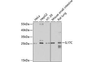 Western blot analysis of extracts of various cell lines, using IL17C antibody (ABIN6128131, ABIN6142318, ABIN6142319 and ABIN6214891) at 1:1000 dilution. (IL17C antibody  (AA 19-197))