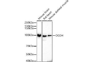 Western blot analysis of extracts of various cell lines, using OGDH antibody (ABIN6131414, ABIN6145003, ABIN6145005 and ABIN6222018) at 1:500 dilution. (alpha KGDHC antibody  (AA 148-427))