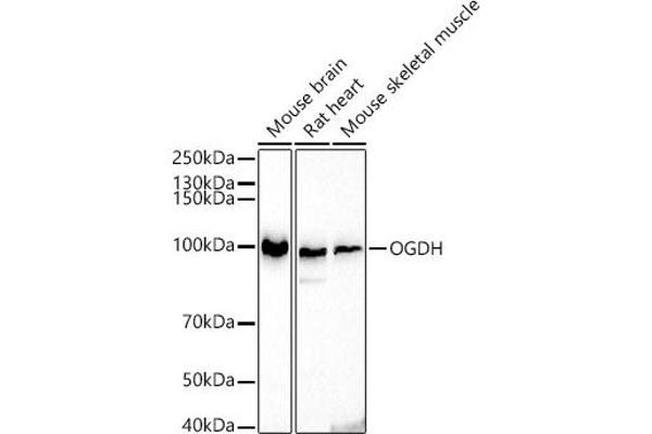 alpha KGDHC anticorps  (AA 148-427)