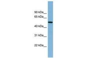 Image no. 1 for anti-Tripartite Motif Containing 41 (TRIM41) (N-Term) antibody (ABIN6742015) (TRIM41 antibody  (N-Term))