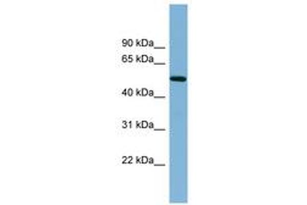 TRIM41 抗体  (N-Term)