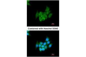 Immunofluorescence (IF) image for anti-Angiotensinogen (serpin Peptidase Inhibitor, Clade A, Member 8) (AGT) antibody (ABIN2855709)
