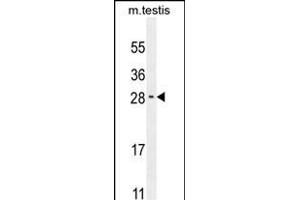 RELL2 Antibody (Center) (ABIN654364 and ABIN2844124) western blot analysis in mouse testis tissue lysates (35 μg/lane). (RELL2 antibody  (AA 132-160))
