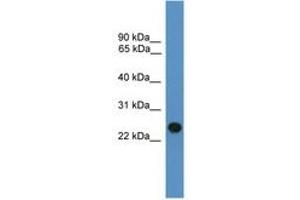 Image no. 1 for anti-BCL2/adenovirus E1B 19kDa Interacting Protein 1 (BNIP1) (C-Term) antibody (ABIN6746600) (BNIP1 antibody  (C-Term))