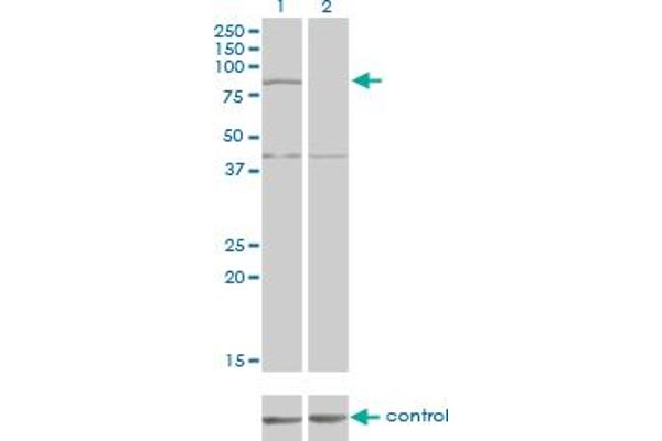 COG2 antibody  (AA 639-738)