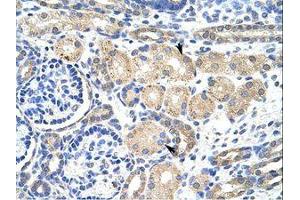 Image no. 1 for anti-Potassium Voltage-Gated Channel, Shaker-Related Subfamily, beta Member 2 (KCNAB2) (AA 121-170) antibody (ABIN203086) (KCNAB2 antibody  (AA 121-170))