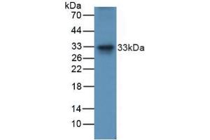 Figure. (TRAIL antibody  (AA 115-287))