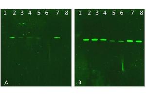 Western Blotting (WB) image for V-Akt Murine Thymoma Viral Oncogene Homolog 1 (AKT1) (Ser473Ala-Mutant), (Thr308Ala-Mutant) protein (ABIN5624568)