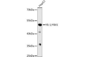 Western blot analysis of extracts from normal (control) and YB-1/YB-1/YBX1 knockout (KO) HeLa cells, using YB-1/YB-1/YBX1 antibody (ABIN7271411) at 1:1000 dilution. (YBX1 antibody  (AA 100-200))