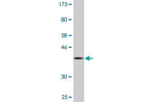 Western Blot detection against Immunogen (36. (AKAP6 antibody  (AA 2221-2318))