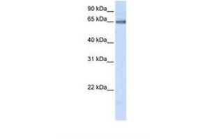 Image no. 1 for anti-DNA Cross-Link Repair 1C (DCLRE1C) (AA 396-445) antibody (ABIN6738751) (DCLRE1C antibody  (AA 396-445))
