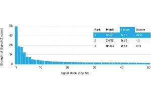 Analysis of Protein Array containing more than 19,000 full-length human proteins using CDX2 Mouse Monoclonal Antibody (CDX2/2214). (CDX2 antibody)