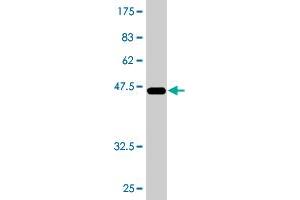 PPP2R3B antibody  (AA 1-176)