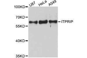 Western blot analysis of extracts of various cell lines, using ITPRIP antibody (ABIN4904097) at 1:3000 dilution. (ITPRIP antibody)