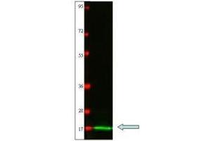 Western blot using  protein-A purified anti-Cat IL-2 antibody shows detection of recombinant Cat IL-2 at 15.