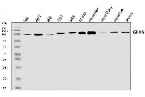 Western blot analysis of Gephyrin/GPHN using anti-Gephyrin/GPHN antibody (ABIN7600086).