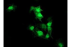 Anti-AKT1 mouse monoclonal antibody (ABIN2455514) immunofluorescent staining of COS7 cells transiently transfected by pCMV6-ENTRY AKT1 (RC220257). (AKT1 antibody)