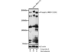 Western blot analysis of extracts of various cell lines, using Phospho-BRD4-S1083 antibody (ABIN7265947) at 1:500 dilution. (BRD4 antibody  (pSer1083))