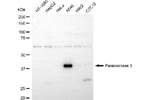 Western blotting analysis using paraoxonase 3 antibody (ABIN7799736).