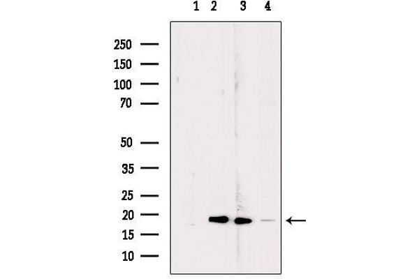 RPL24 antibody  (Internal Region)