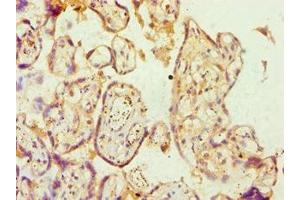 Immunohistochemistry of paraffin-embedded human placenta tissue using ABIN7144361 at dilution of 1:100 (alpha Adaptin antibody  (AA 1-260))