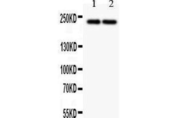 DICER1 antibody  (AA 1-195)