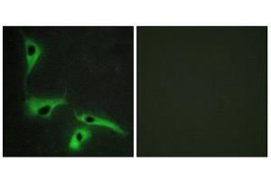Immunofluorescence (IF) image for anti-Tetraspanin 8 (TSPAN8) (Internal Region) antibody (ABIN1849222) (Tspan-8 antibody  (Internal Region))