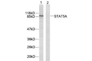 Western blot analysis of extracts from HeLa cells using STAT5A (Ab-694) antibody (E021048). (STAT5A antibody)