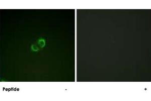 Immunofluorescence analysis of A-549 cells, using ICAM3 polyclonal antibody . (ICAM-3/CD50 antibody  (Ser518))