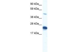 Western Blotting (WB) image for anti-Zinc Finger Protein 57 Homolog (ZFP57) antibody (ABIN2460341) (ZFP57 antibody)