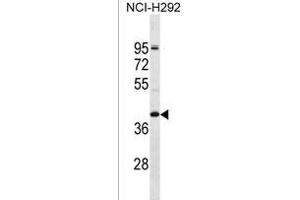 OR2T5 Antibody (N-term) (ABIN1538866 and ABIN2849910) western blot analysis in NCI- cell line lysates (35 μg/lane).