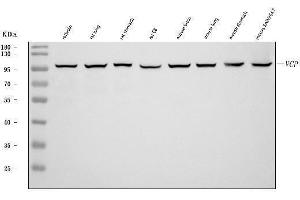 Western blot analysis of VCP using anti-VCP antibody (ABIN7599605). (VCP antibody  (AA 10-512))