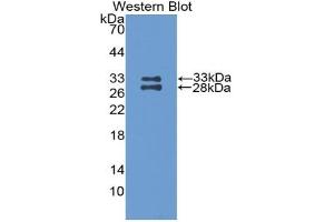 Detection of Recombinant APOA1, Mouse using Polyclonal Antibody to Apolipoprotein A1 (APOA1) (APOA1 antibody  (AA 25-264))