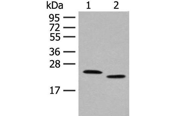 FAM213A antibody