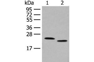 Western blot analysis of Human fat tissue and A375 cell lysates using FAM213A Polyclonal Antibody at dilution of 1:400 (FAM213A antibody)