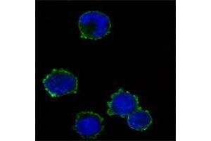 Figure3: Immunofluorescence analysis of K562 cells using anti-CD247 mAb (green). (CD247 antibody)