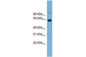 WB Suggested Anti-Lcorl Antibody Titration:  0. (LCORL antibody  (Middle Region))