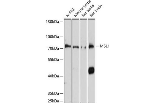 MSL1 antibody  (AA 210-300)