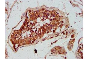 IHC image of ABIN7154448 diluted at 1:300 and staining in paraffin-embedded human testis tissue performed on a Leica BondTM system. (GREM1 antibody  (AA 18-184))