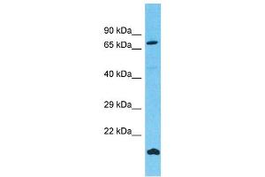 Western Blotting (WB) image for anti-Fibronectin Type III Domain Containing 7 (FNDC7) (N-Term) antibody (ABIN2791547) (FNDC7 antibody  (N-Term))