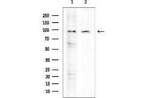 Western blot analysis of lysates from various samples, using p95/NBS1 Mouse Monoclonal Antibody at 1/1000 dilution.