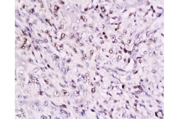 Cyclin D3 antibody  (AA 121-220)