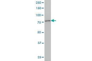 KCNC3 monoclonal antibody (M01), clone 1C1 Western Blot analysis of KCNC3 expression in NIH/3T3 . (KCNC3 antibody  (AA 671-757))